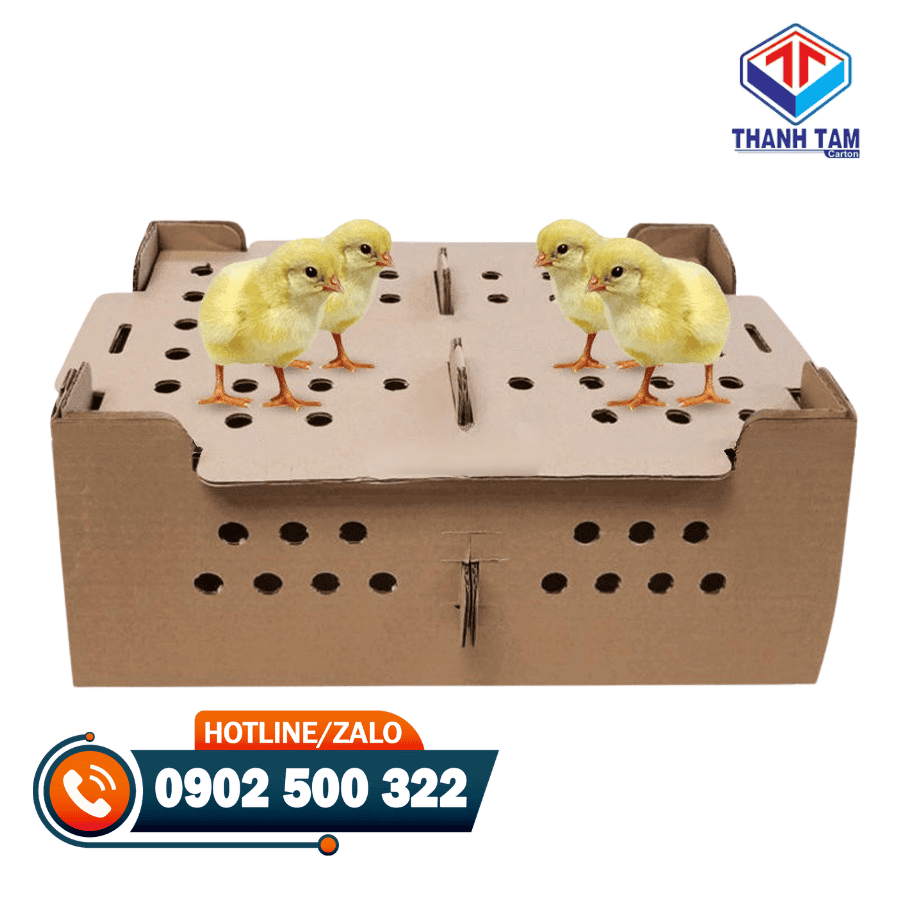 thùng carton đựng gà con