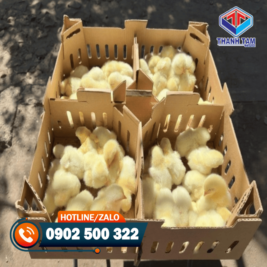 thùng carton đựng gà con